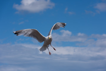 Seagull in flight