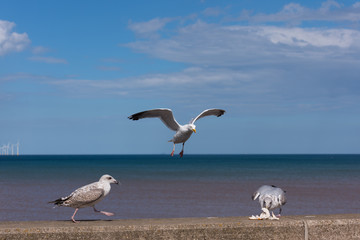 Seagull in flight