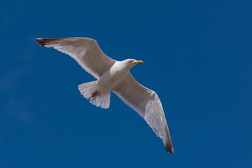 Seagull