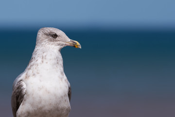 Seagull