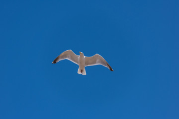 Seagull