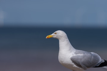 Seagull