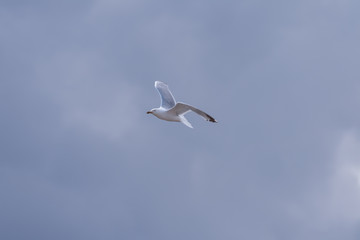 Seagull in flight