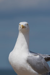 Seagull