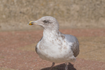 Seagull