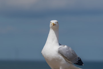 Seagull