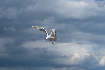 Seagull in flight