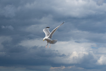 Seagull in flight