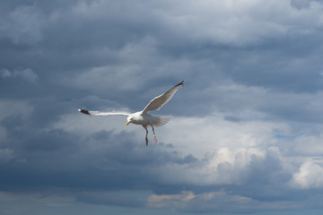 Seagull in flight
