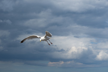 Seagull in flight