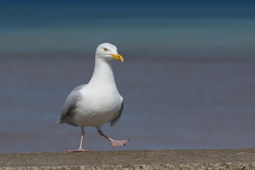Seagull