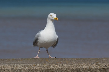 Seagull