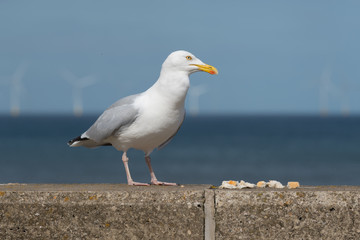 Seagull