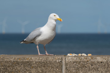 Seagull