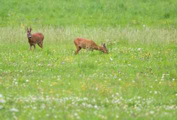 accouplement du chevreuil et de la chevrette