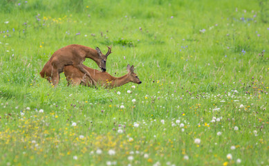 accouplement du chevreuil et de la chevrette © Olympixel