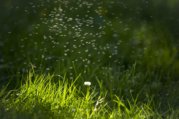 Clover in sunlight