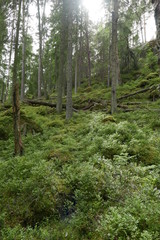 Fototapeta na wymiar National park Sweden