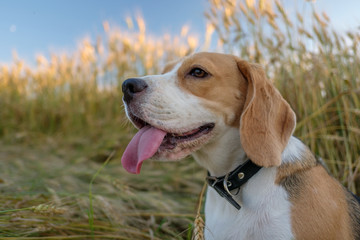 Beagle in a wheat field in summer