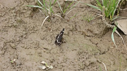 Landkärtchen (Araschnia levana f. prorsa) auf Schlamm