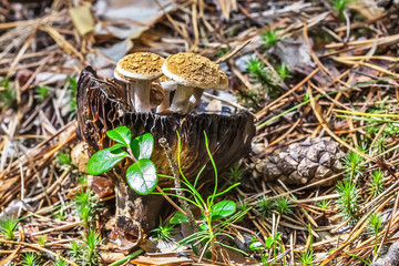 Inedible mushroom Astreopora Dodunekova (lat. Asterophora lycoperdoides)