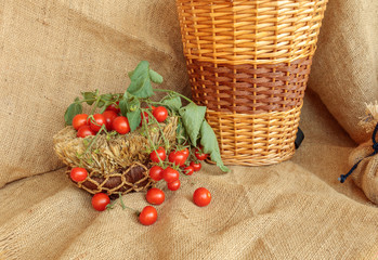 Harvest of cherry tomatoes  on jute