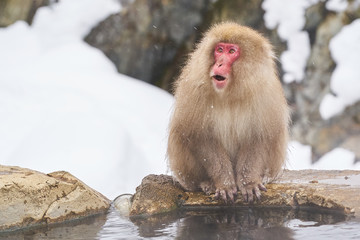 Japanese snow monkeys grooming in hot pool Japanese Macaque, Jigokudani Monkey Park, Nagano, Snow monkey