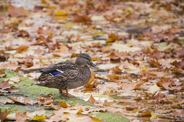 The duck by the lake full of red foliage