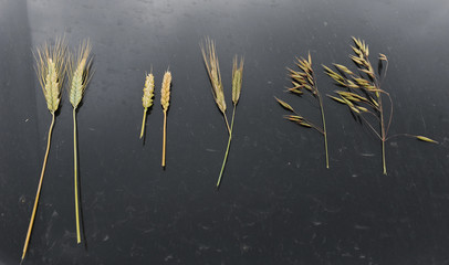 Samples of cereal ears on a black background. Rye, oats, wheat and triticale