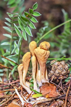 Edible mushroom Rogatec reed, clavariadelphus reed ( lat. Clavariadelphus ligula )