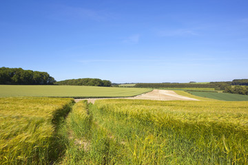 Fototapeta na wymiar ripening barley fields