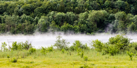 Forest of the French Jura