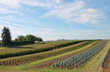 Fototapeta na wymiar long view of crops in a large field