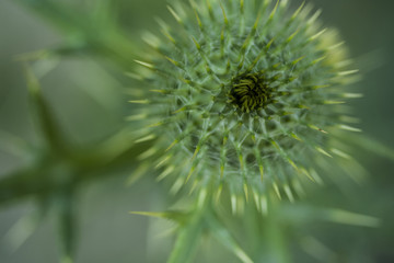 Thistle