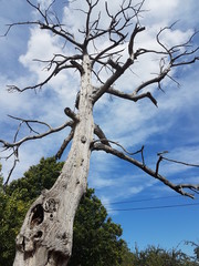 Arbre mort 