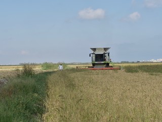 recolección arroz, albufera valencia