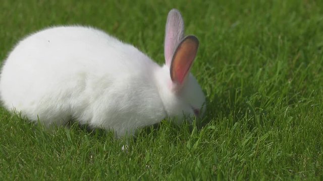white rabbit on a grass background