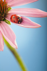 Fototapeta premium red ladybug on Echinacea flower, ladybird creeps on stem of plant in spring in garden in summer
