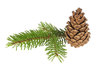 Fir tree branch and cone isolated on a white background