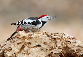Woodpecker in forest close up