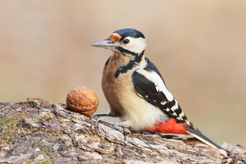Naklejka premium Closeup portrait of great spotted woodpecker with nut.