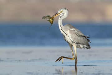 Unusual extra close up portrait of grey heron with a fish in beak.