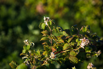 shrub of blueberries, bushes with future berries against the blue sky. Farm with berries