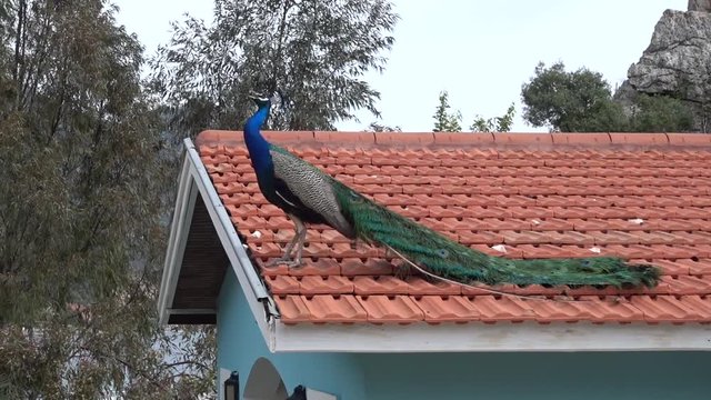 Audio peacock crying on roof, other peacocks answer it