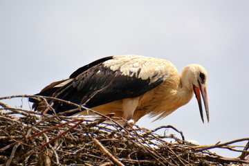 junger Storch im Nest