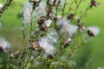 Schmetterling in der Natur