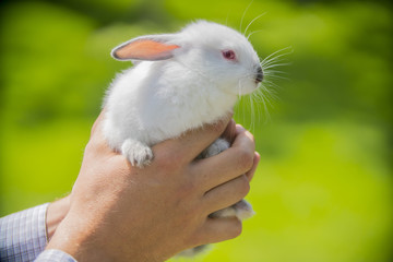white little rabbit baby in his hands