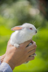 white little rabbit baby in his hands