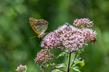 Schmetterling in der Natur