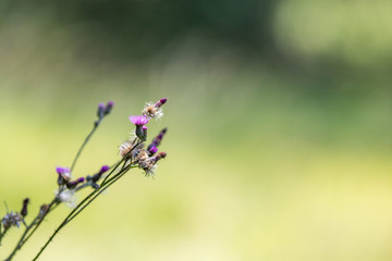 Stiel mit Blumen in der Natur